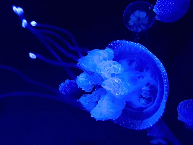 Una medusa a macchie bianche che brilla di blu su sfondo scuro all'Oceanário di Lisbona