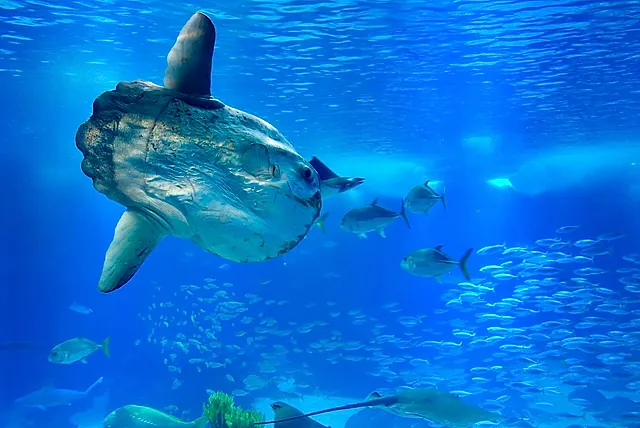 Un grande pesce che nuota nella grande vasca centrale dell'Oceanário di Lisbona tra banchi di pesci piu' piccoli
