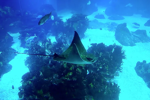 Una razza che scivola sopra una scogliera in una grande vasca dell'Oceanário di Lisbona